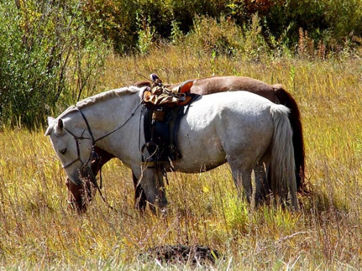 Horseback riding in Uvurkhangai province
