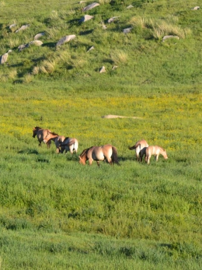 Khustai national park