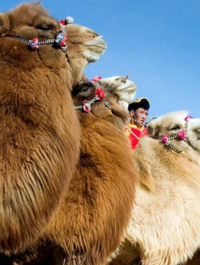 Camel Festival